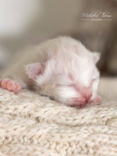 Calimero - Blue Tabby