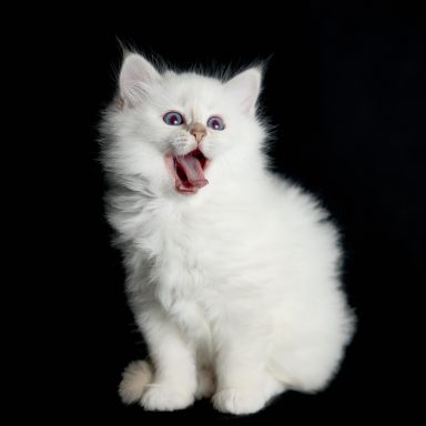 Nala