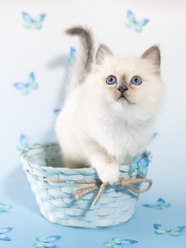 Alani